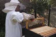Un apicultor recolectando miel